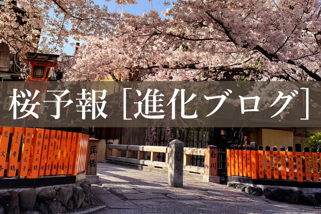 京都観光に役立つ、桜の開花の様子を毎日更新！祇園巽橋の桜。旅行日決定の参考にどうぞ