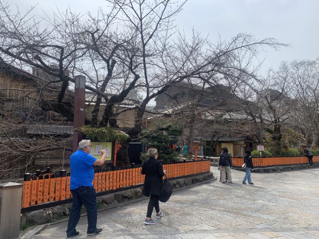 京都観光に役立つ、桜の開花の様子を毎日更新！祇園巽橋の桜。旅行日決定の参考にどうぞ