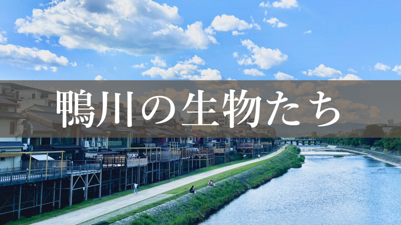 鴨川に生息する生き物や動物を紹介。亀、鷺、トンビ、鴨など可愛い生き物がたくさんいます！