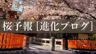 京都観光に役立つ、桜の開花の様子を毎日更新！祇園巽橋の桜。旅行日決定の参考にどうぞ