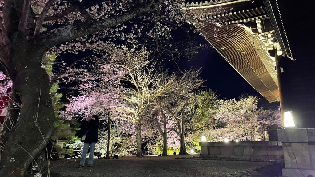 京都の2023年、桜の夜間ライトアップのオススメ3選をご紹介。人気シーズンの春で特に綺麗と人気な東山区エリアのおすすめ観光スポット。清水寺、祇園白川。知恩院