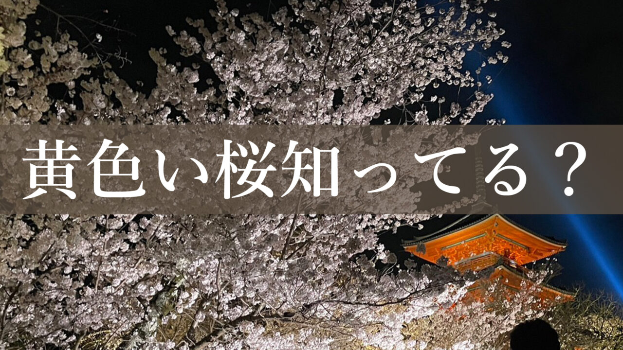 京都 観光 桜の名所 桜の種類 お花見　御室桜　枝垂れ桜　御衣黄桜　八重桜　開花予想