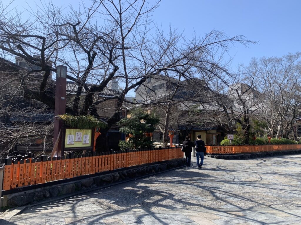 京都観光に役立つ、桜の開花の様子を毎日更新！祇園巽橋の桜。旅行日決定の参考にどうぞ